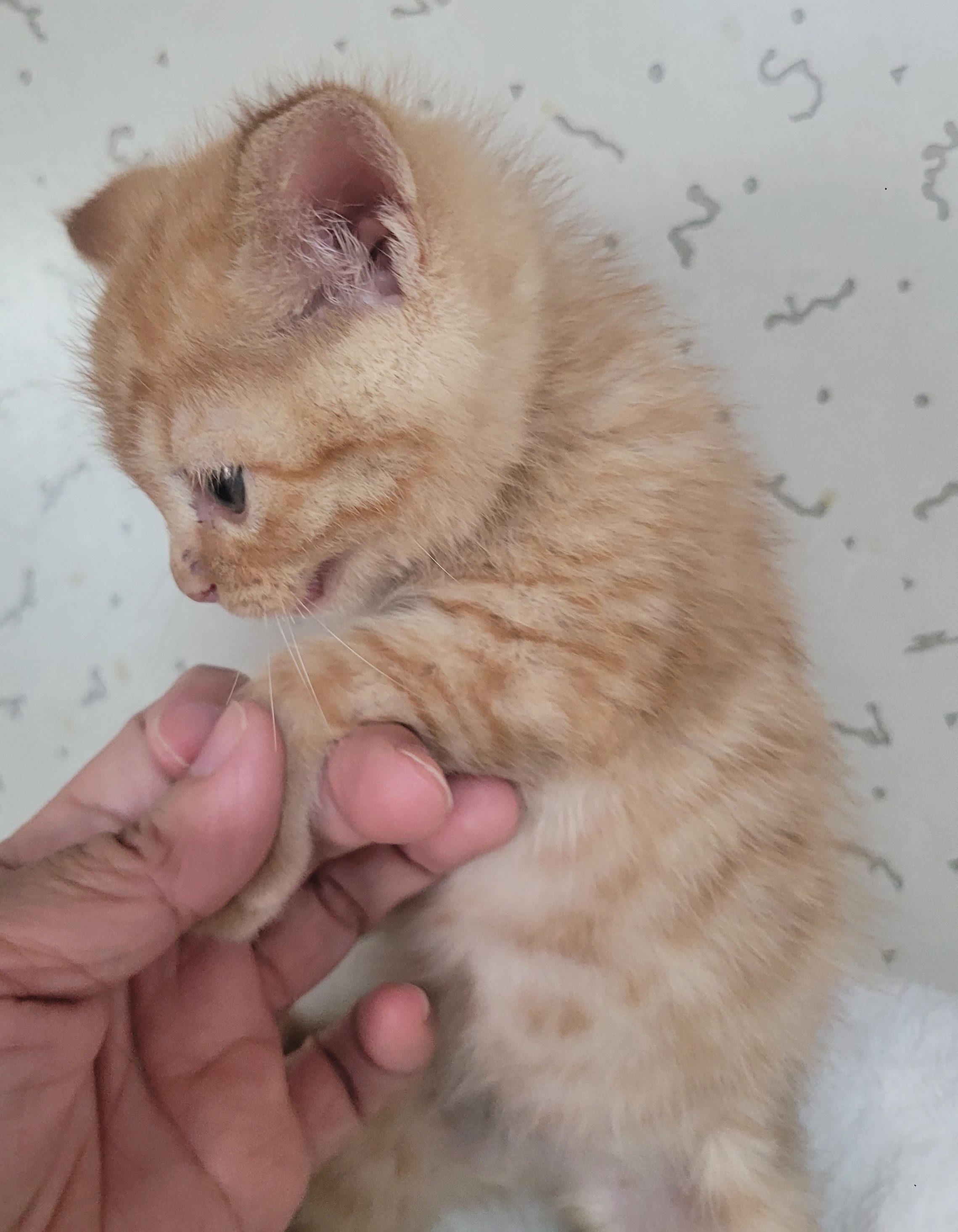 종료(입양) 한국 …