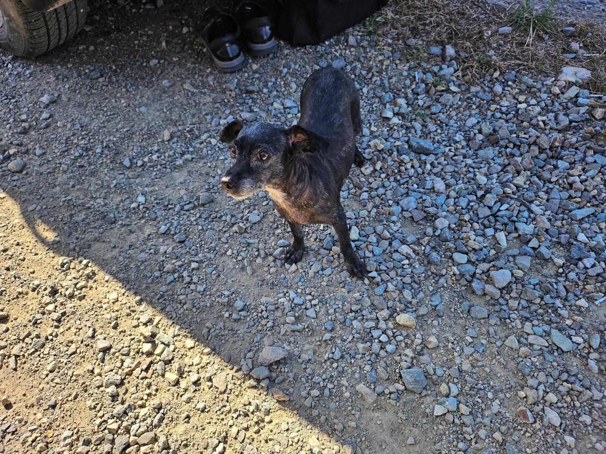 고흥군임시보호센터_446488202500305