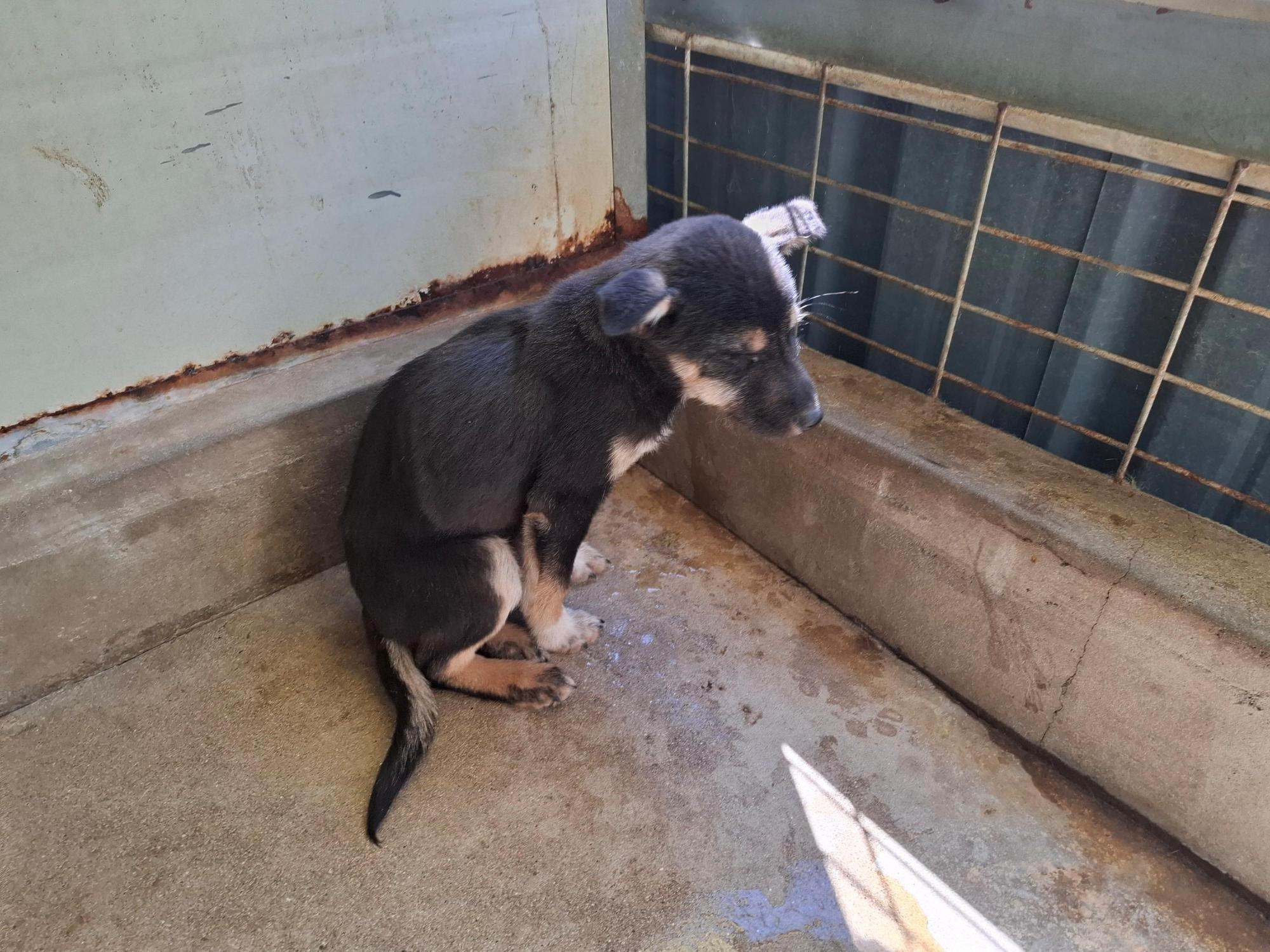 고흥군임시보호센터_446488202500301