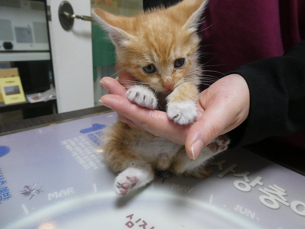 화원연합동물병원_427348202501092