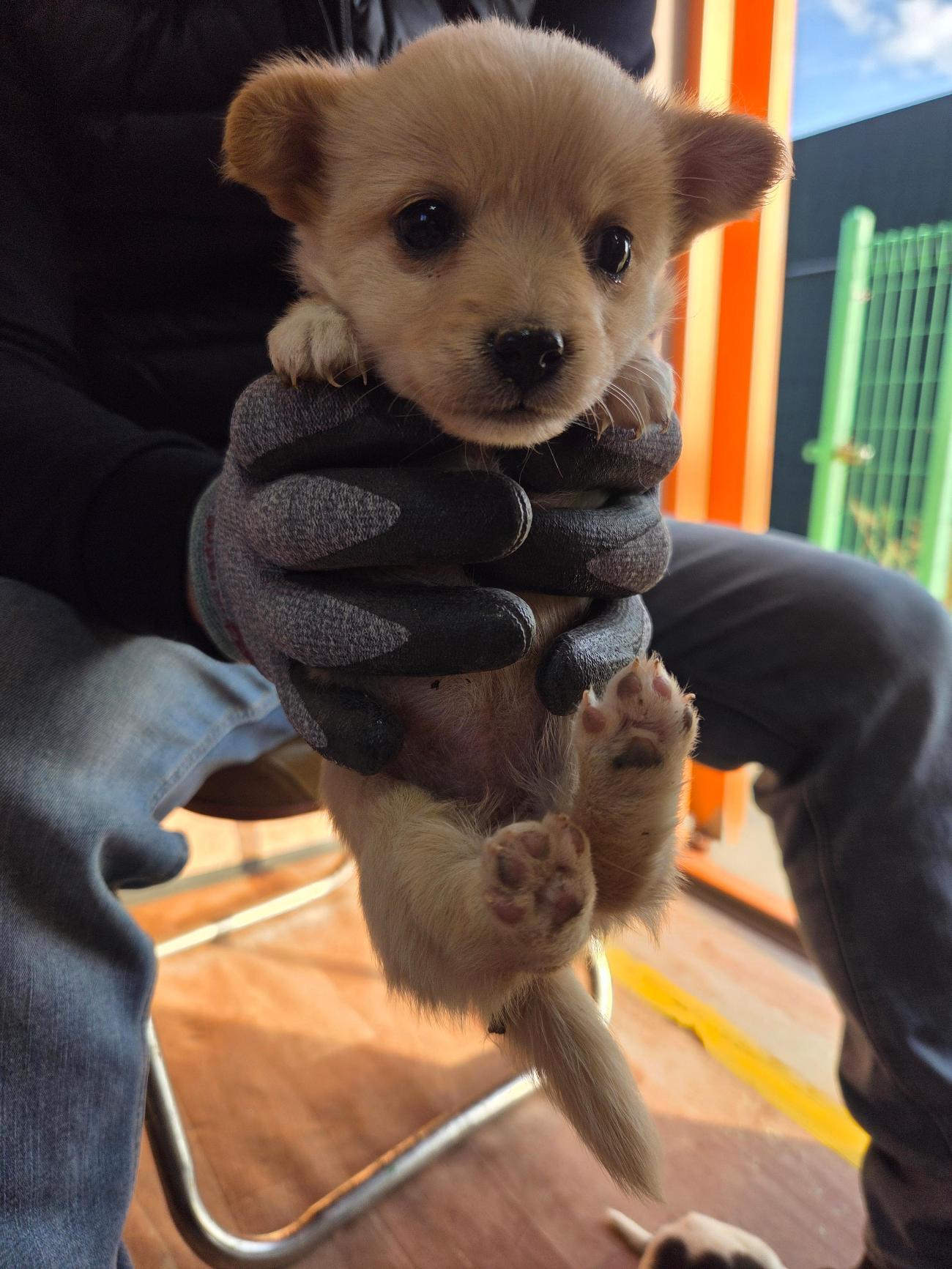 종료(자연사) 믹스…