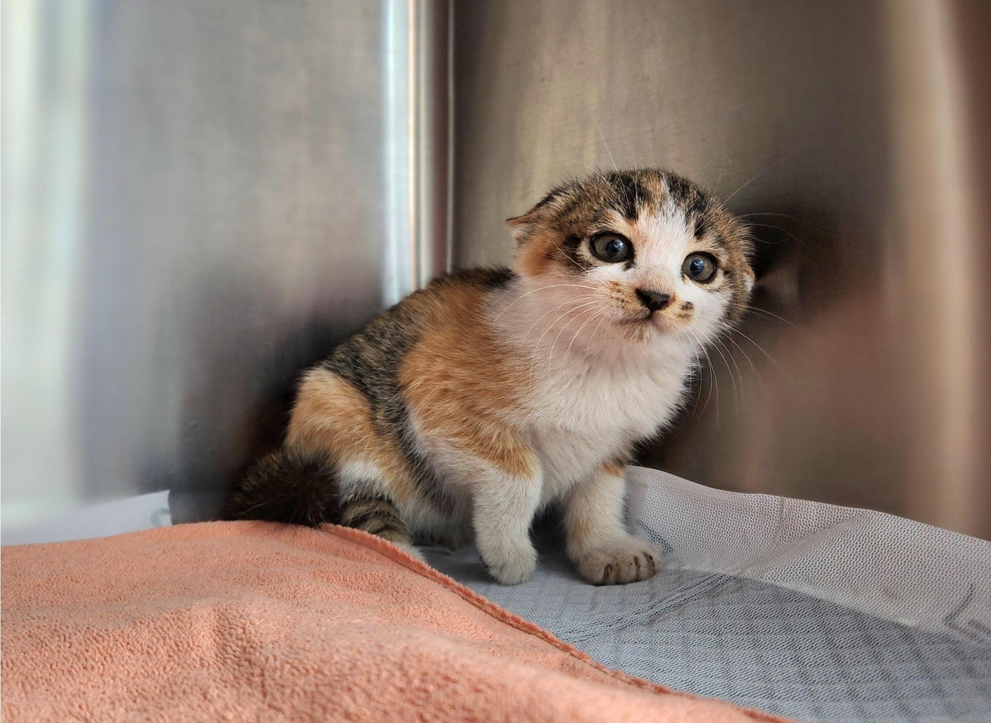 종료(입양) 한국 …