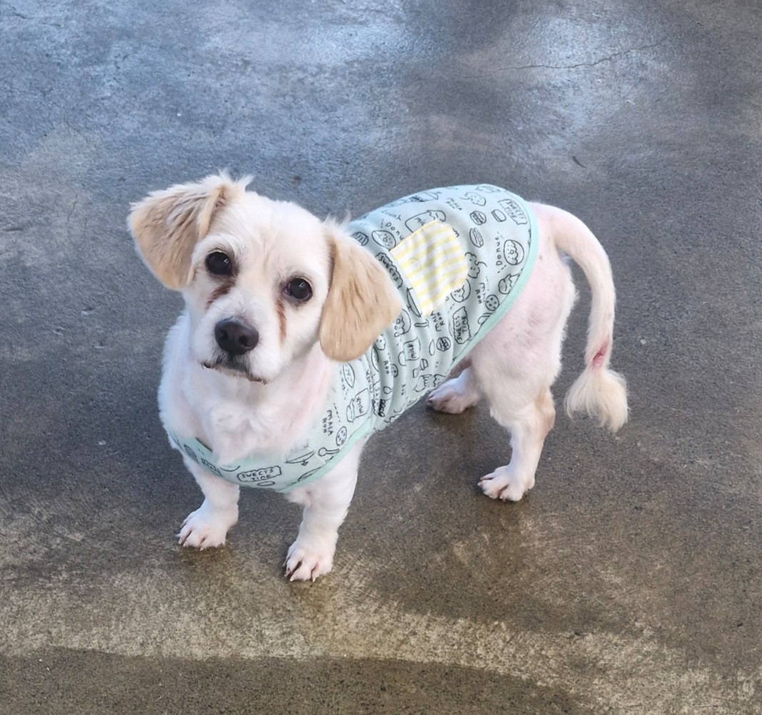 종료(기증) 믹스견…