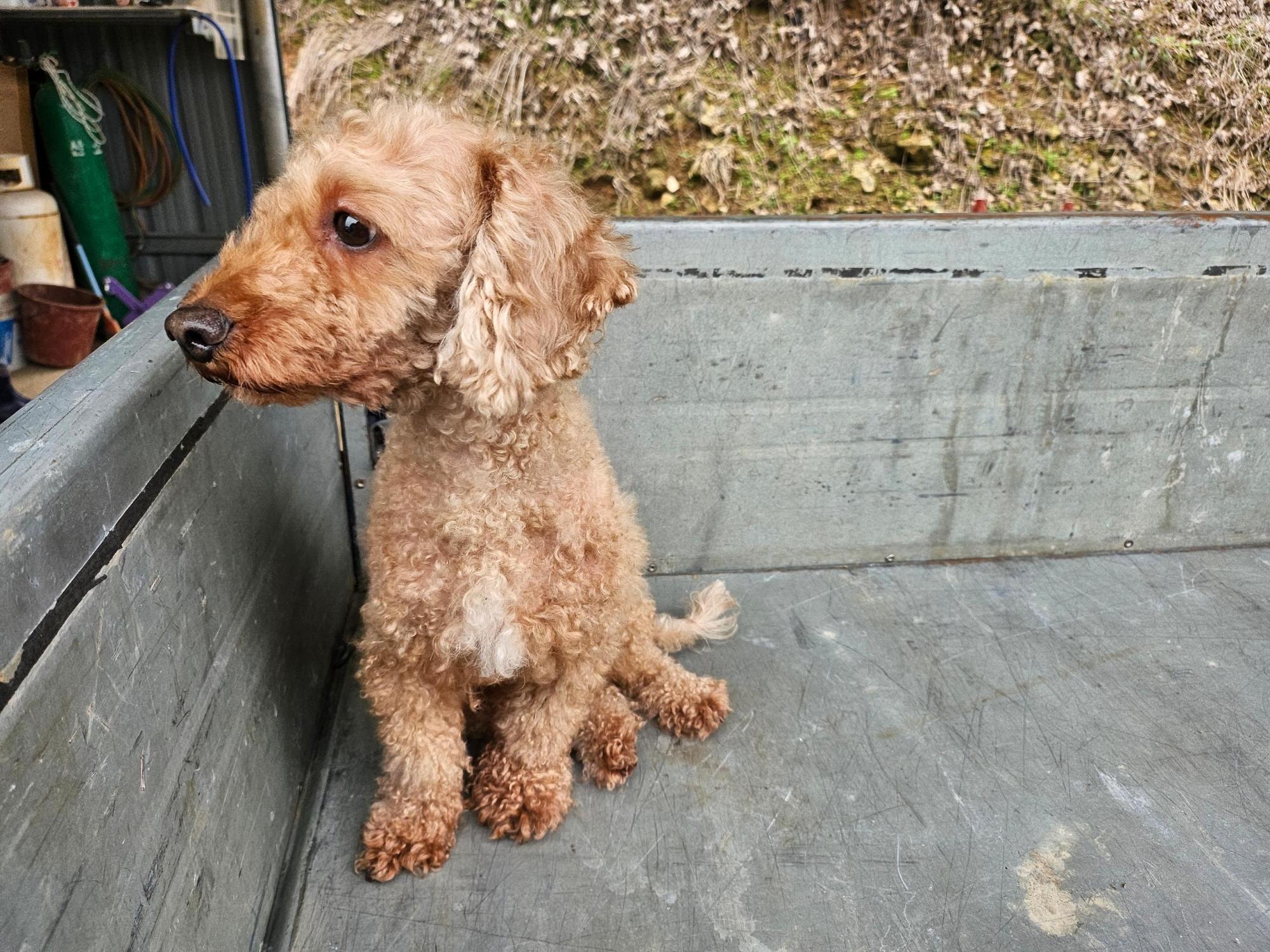 보호중 토이 푸들의…