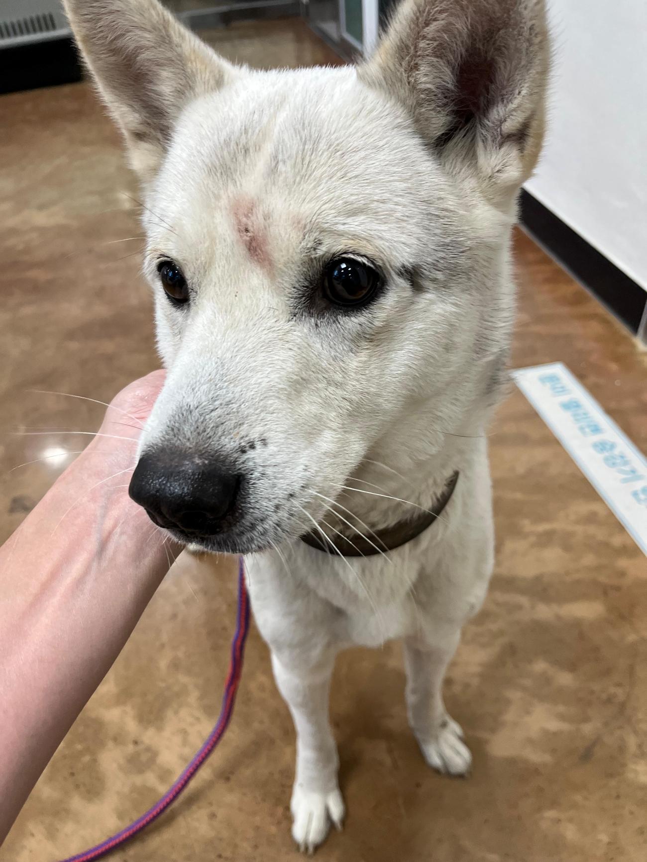 종료(반환) 믹스견…