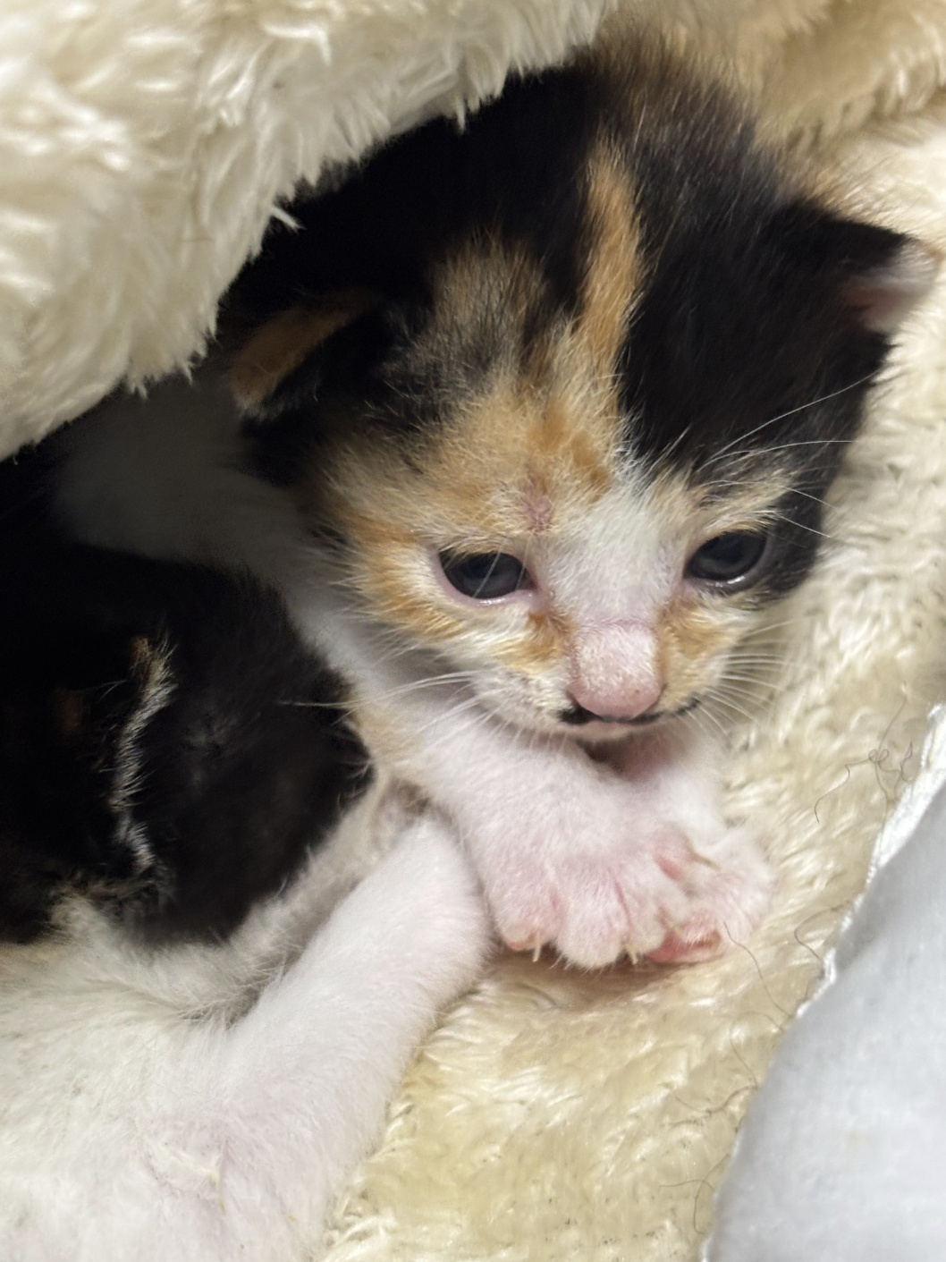 보호중 믹스묘의 가…