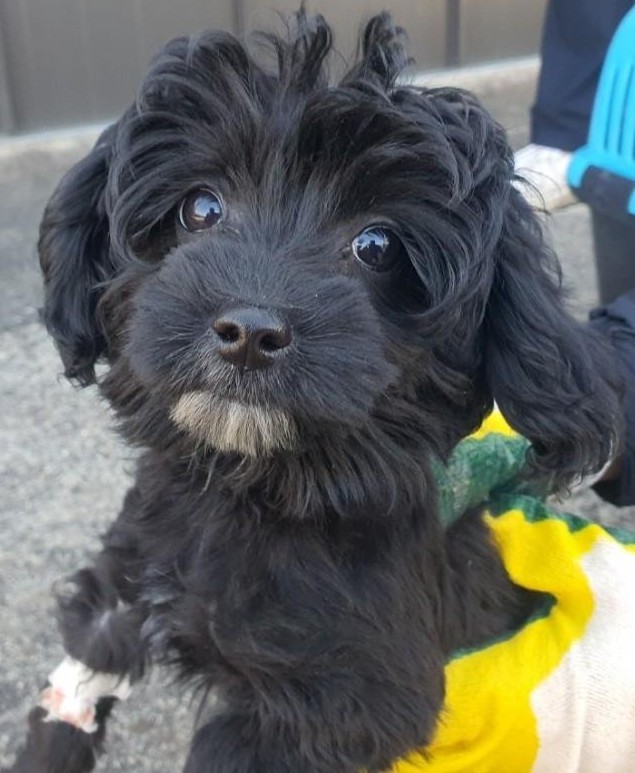 종료(입양) 믹스견…