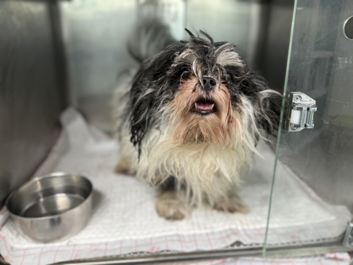 보호중 믹스견의 가…