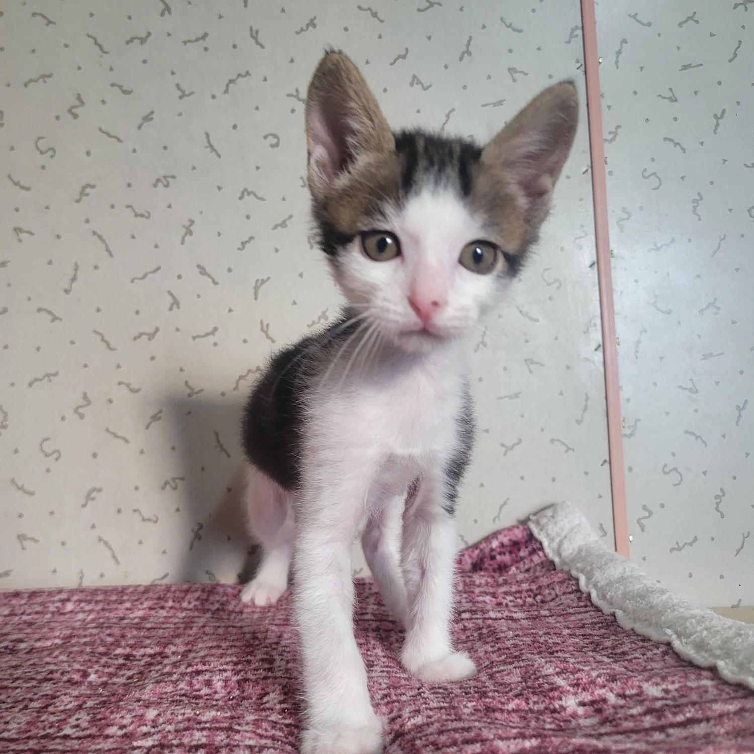 종료(입양) 한국 …