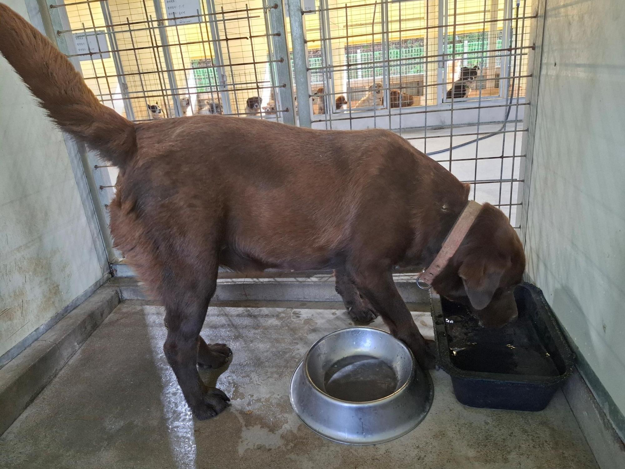 고흥군임시보호센터_446488202500304