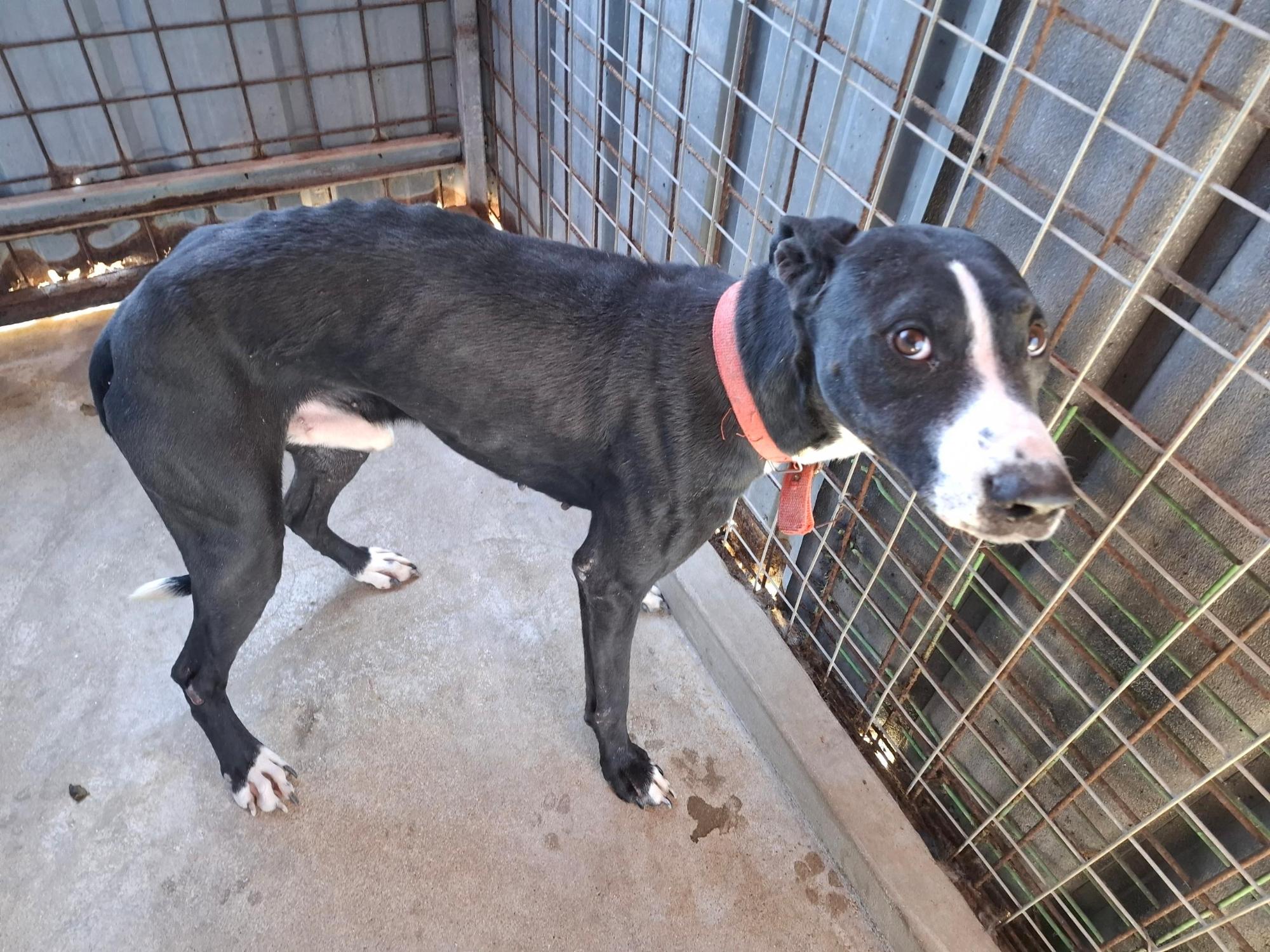 보호중 믹스견의 가…