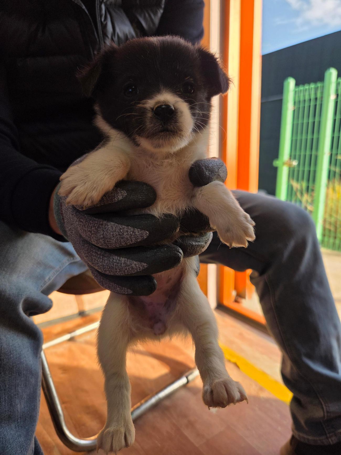 광양시 임시보호소_446484202500800