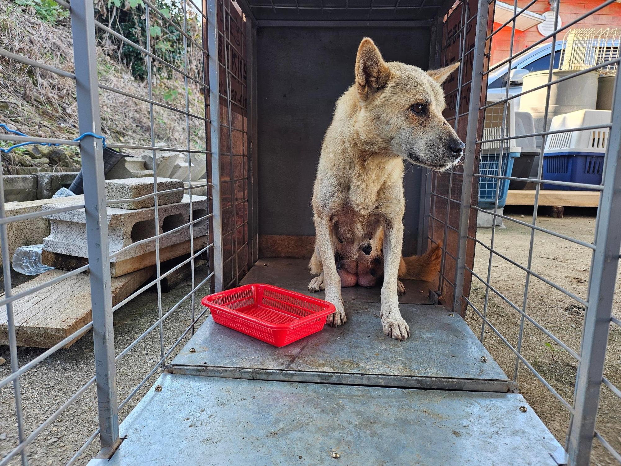 보호중 믹스견의 가…