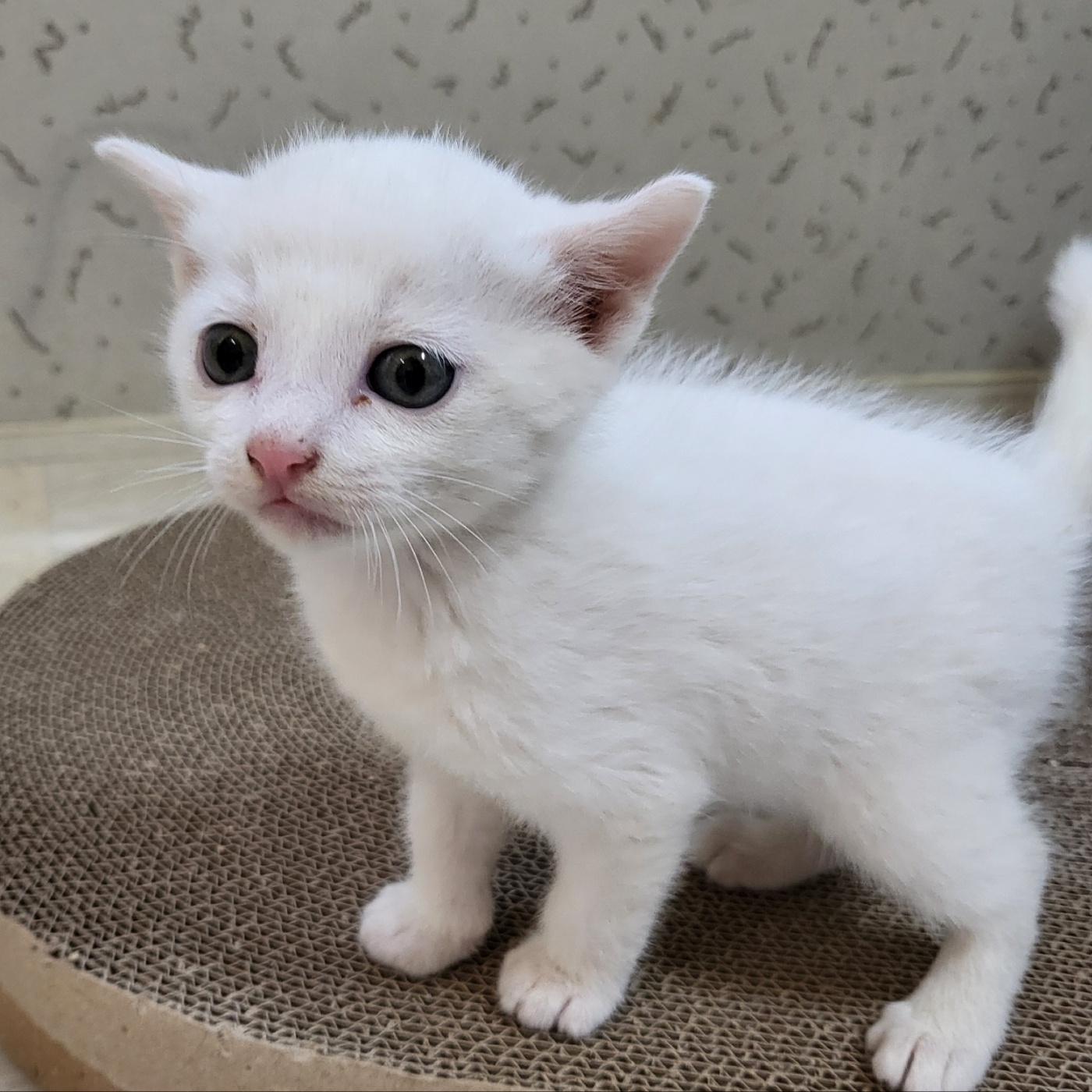 사천시 동물보호센터_448534202501599