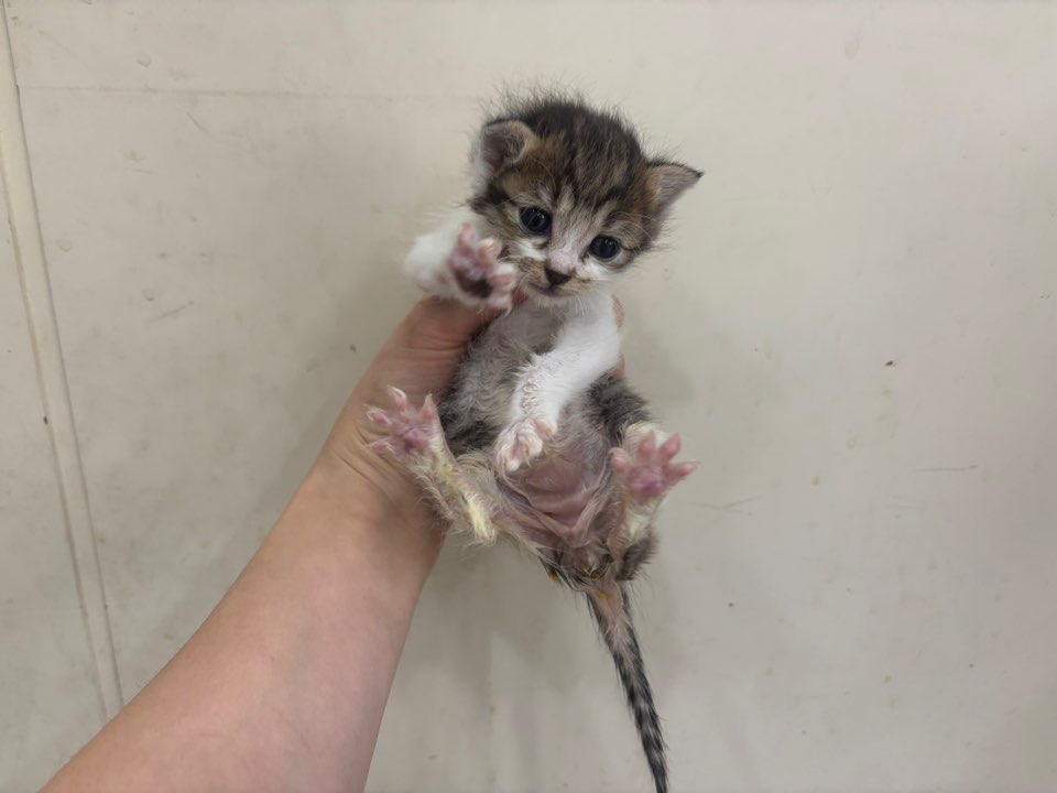 종료(자연사) 한국…