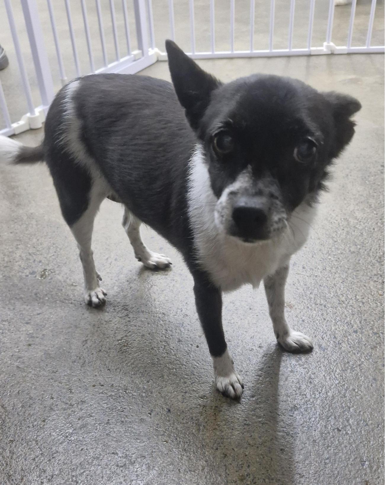 종료(기증) 믹스견…