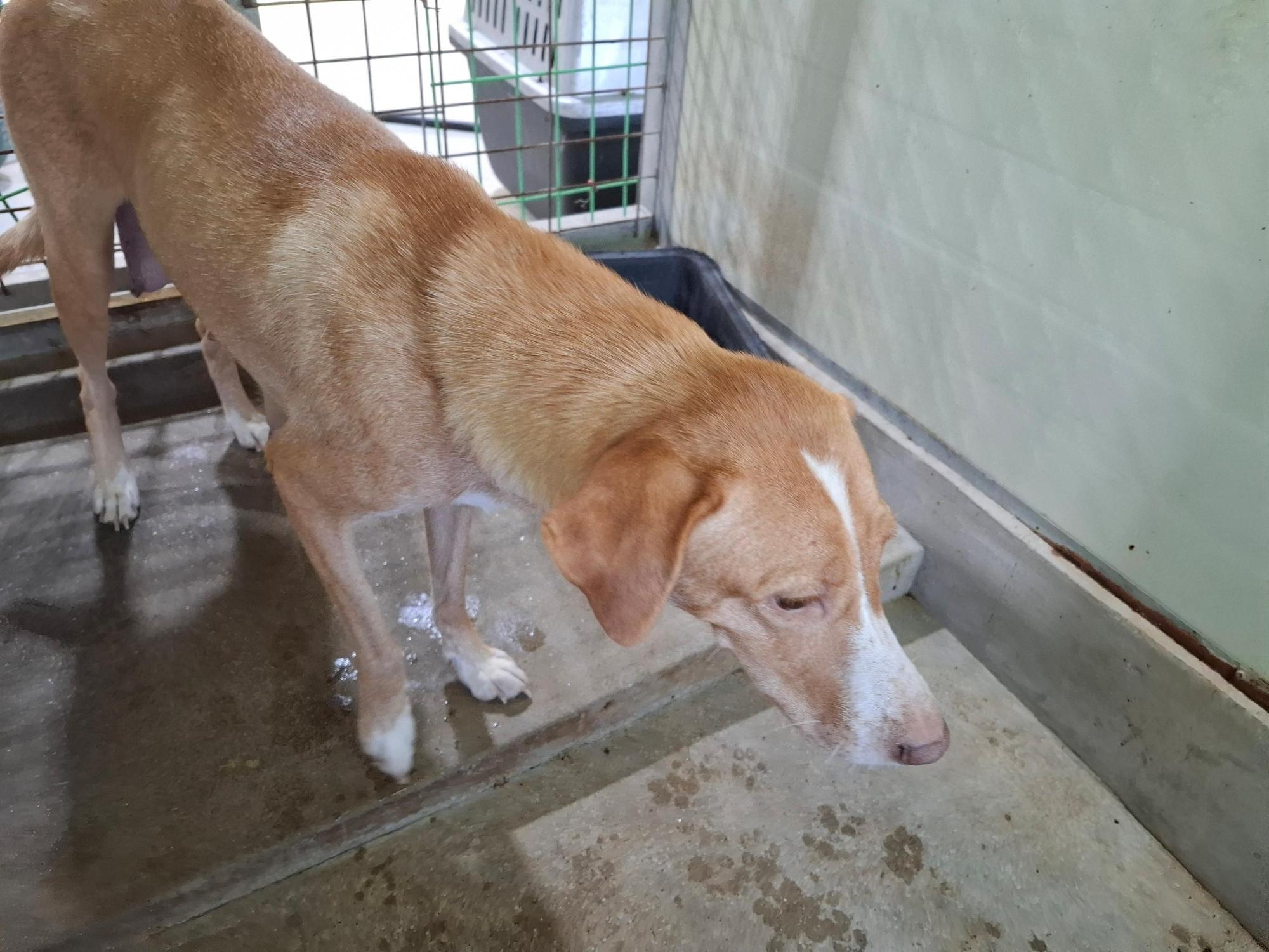 고흥군임시보호센터_446488202500307