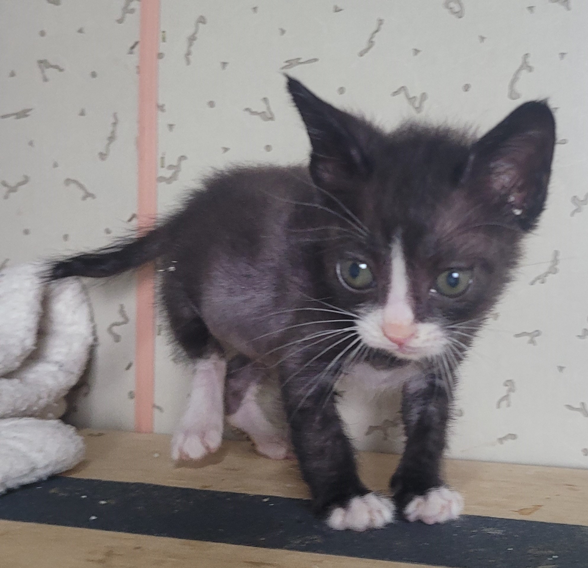 보호중 한국 고양이…