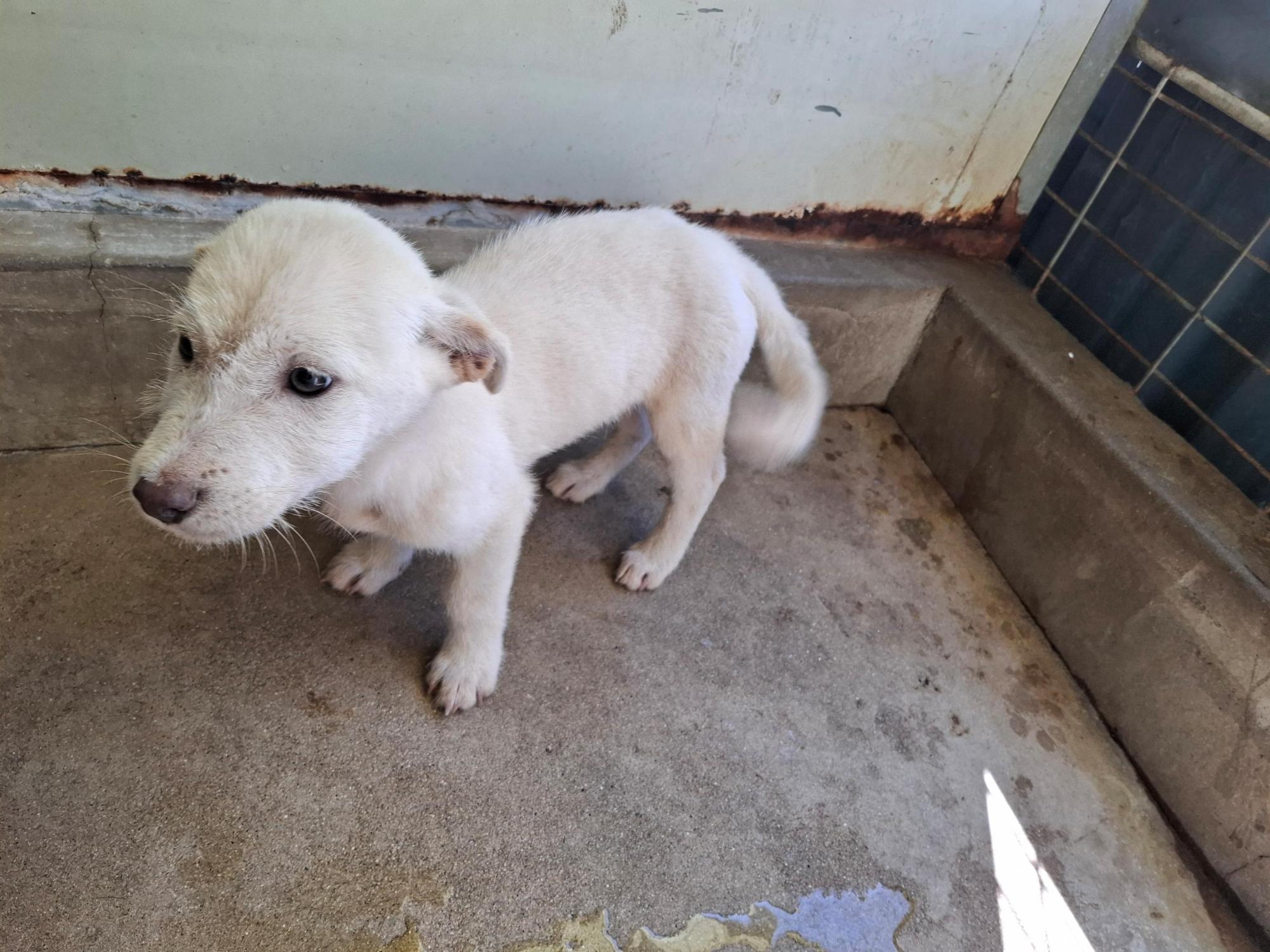 고흥군임시보호센터_446488202500300