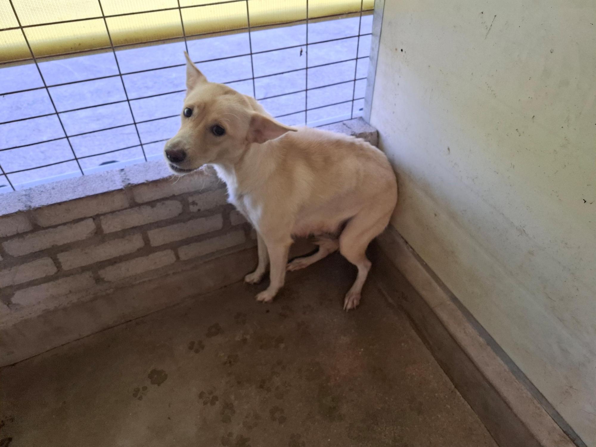 고흥군임시보호센터_446488202500308