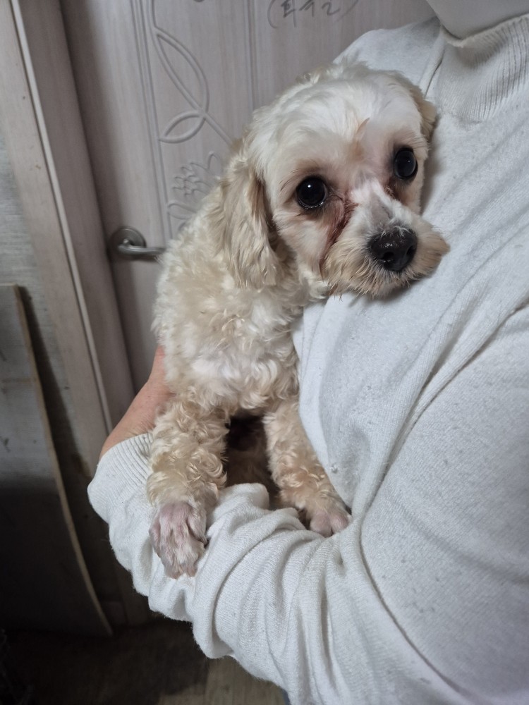 보호중 푸들의 가족…