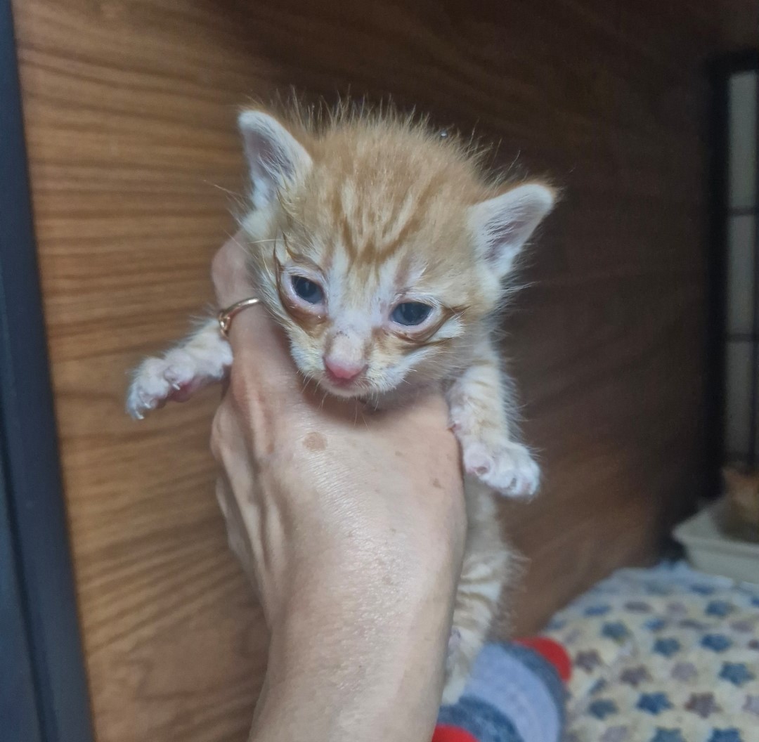 보호중 한국 고양이…