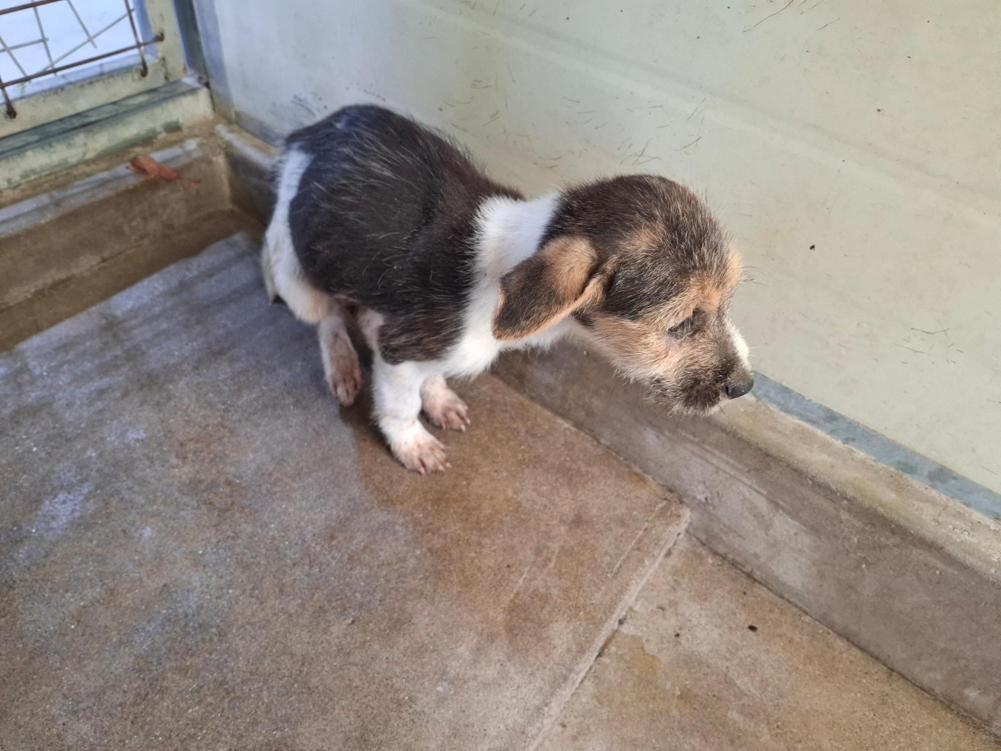 고흥군임시보호센터_446488202500302