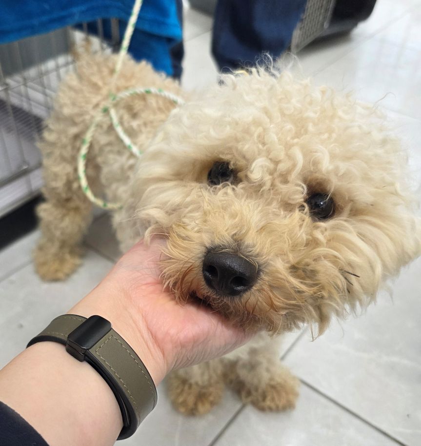 담양군 동물보호센터_446485202500734