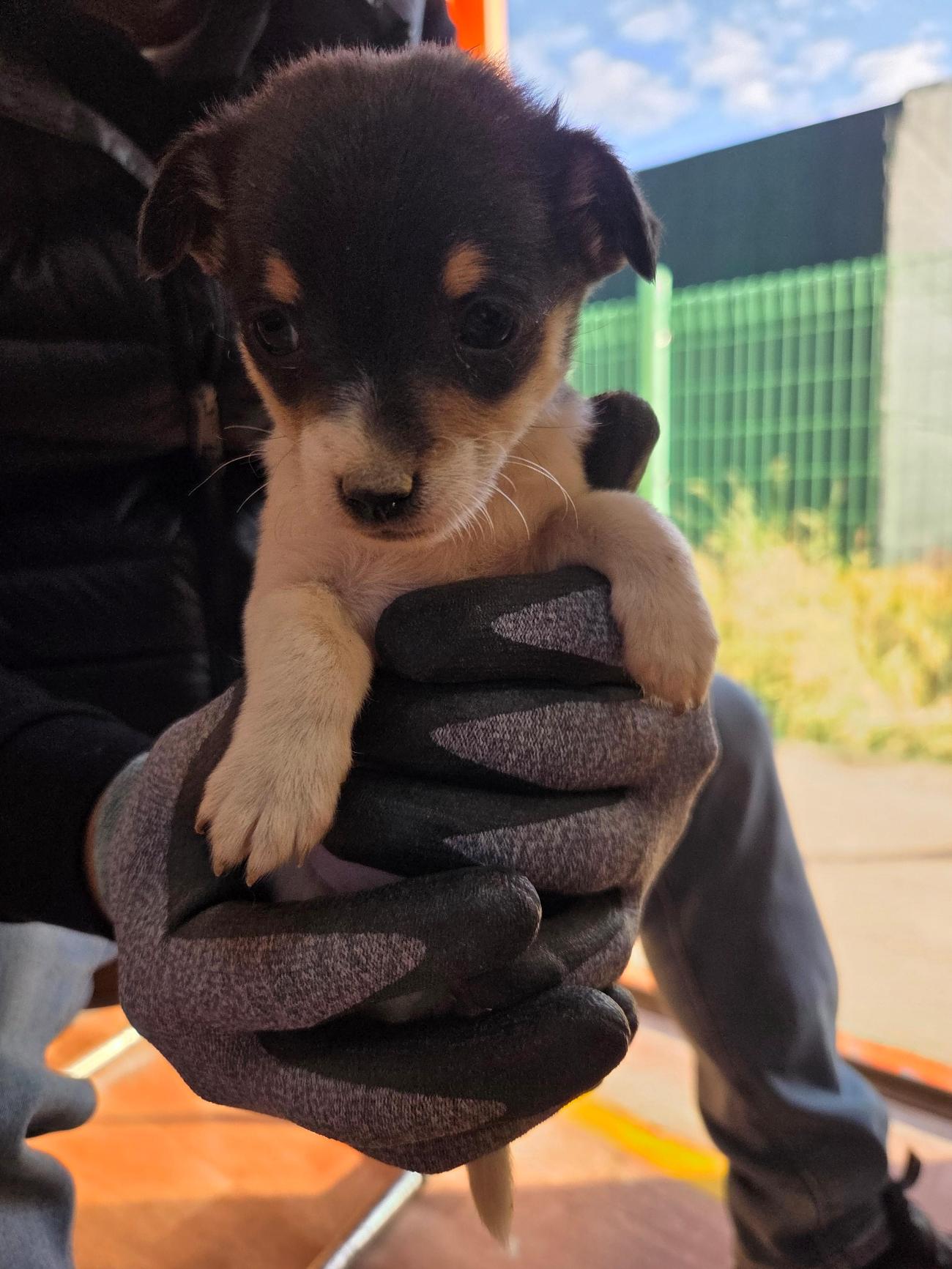 광양시 임시보호소_446484202500801