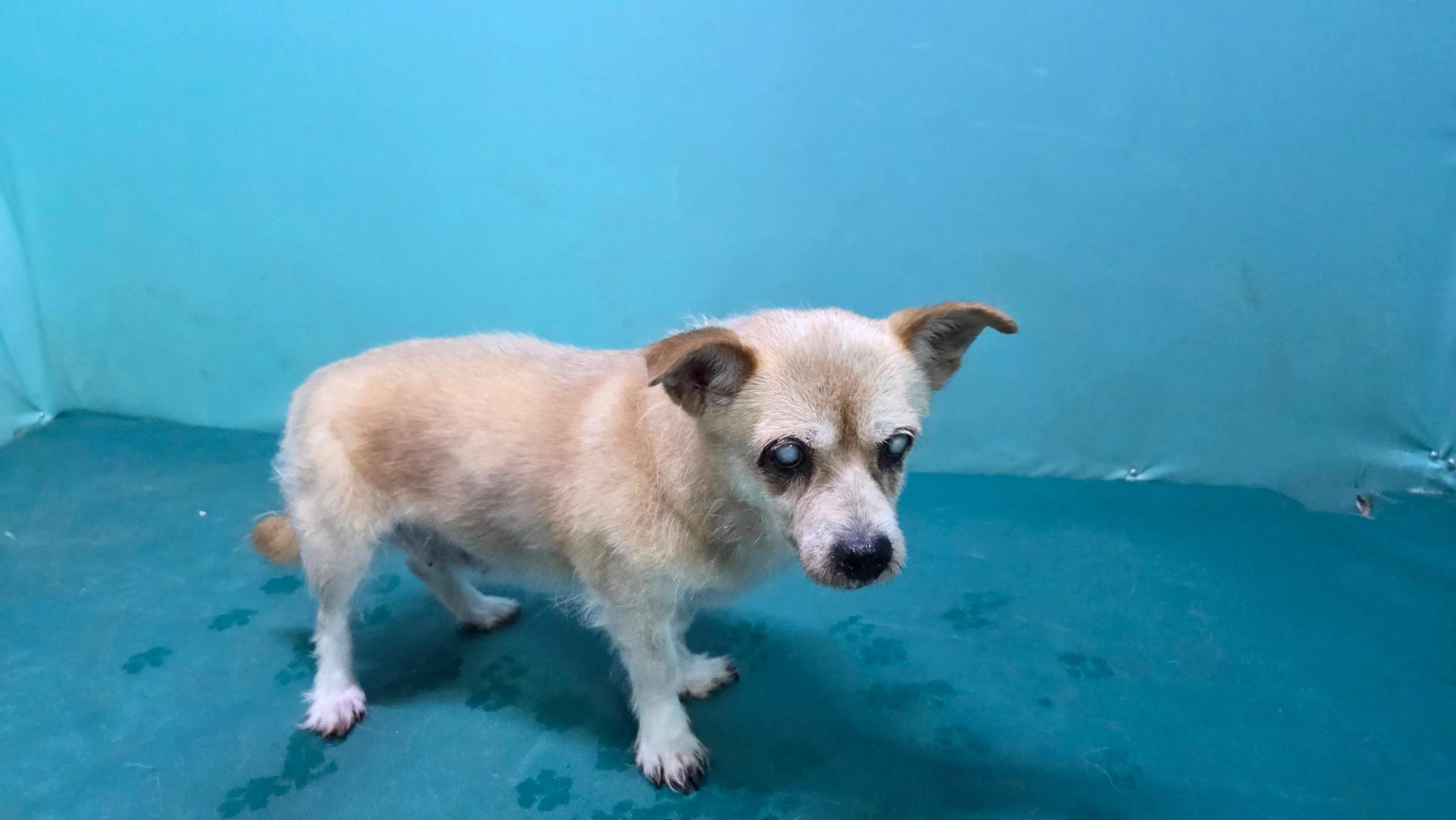 보호중 믹스견의 가…