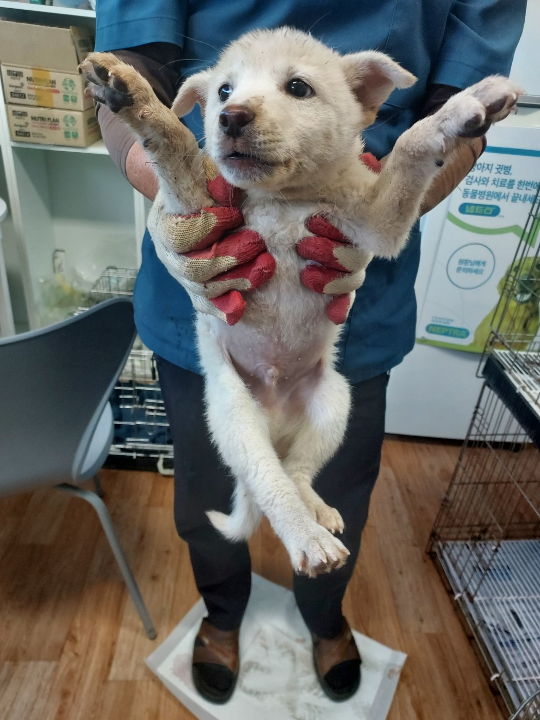 종료(안락사) 믹스…