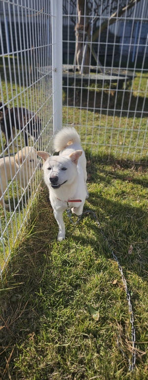 보호중 믹스견의 가…