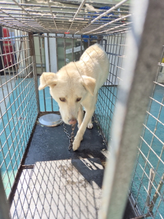 보호중 믹스견의 가…