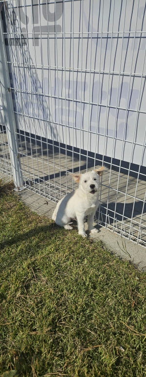 보호중 믹스견의 가…