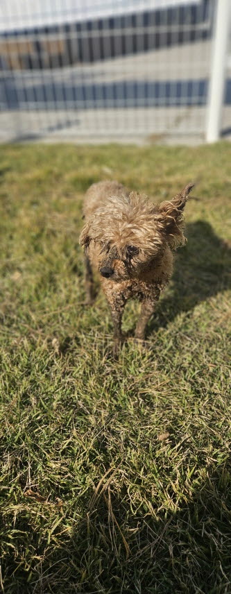 종료(반환) 푸들의…