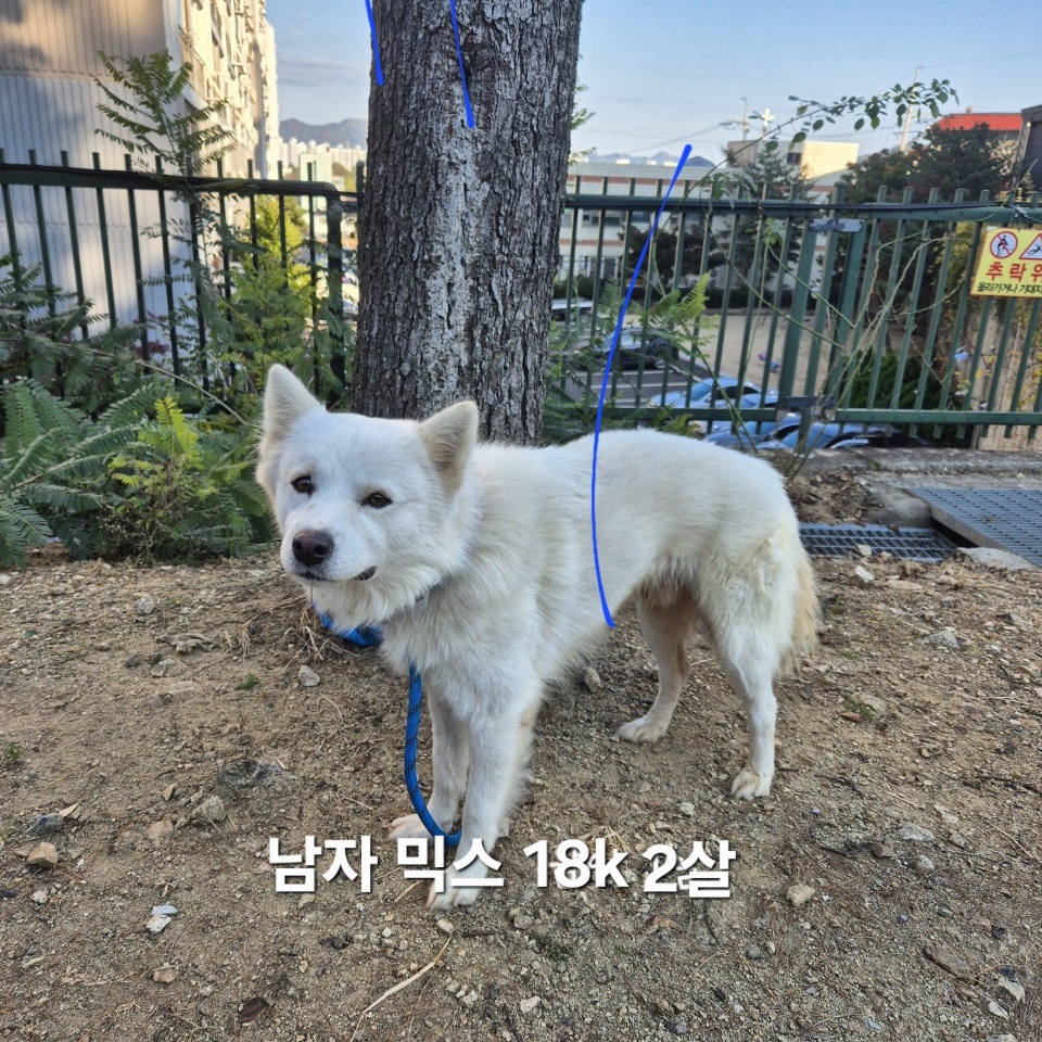 보호중 믹스견의 가…