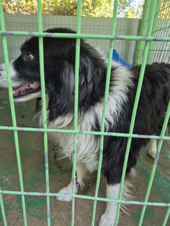 보호중 보더 콜리의…