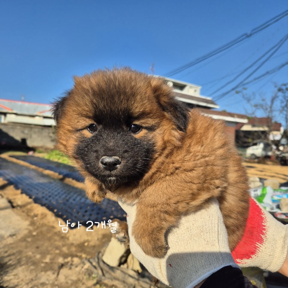 보호중 믹스견의 가…