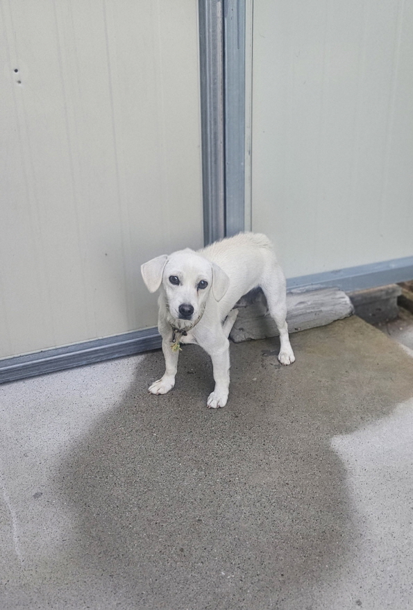 익산유기동물보호소_445468202502989