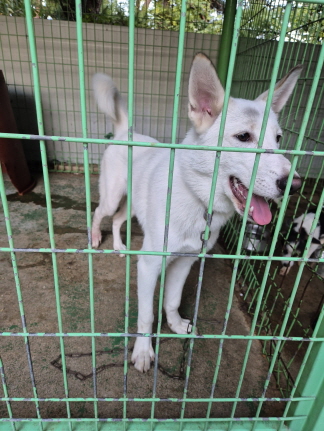 보호중 믹스견의 가…