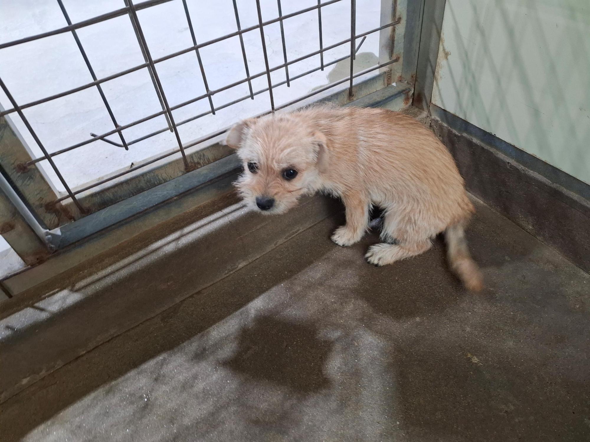 보호중 믹스견의 가…