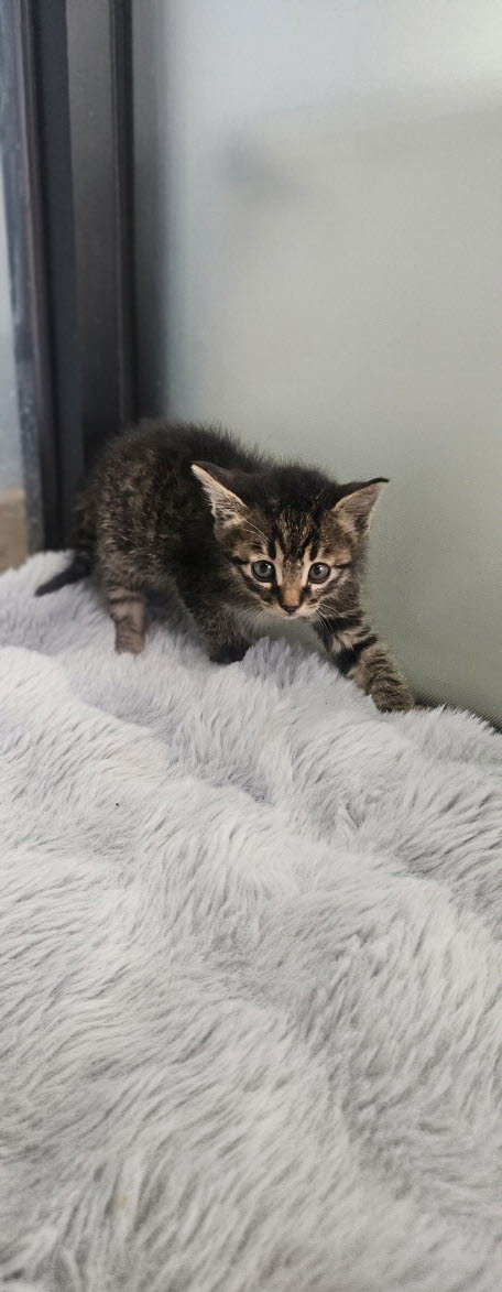 보호중 한국 고양이…