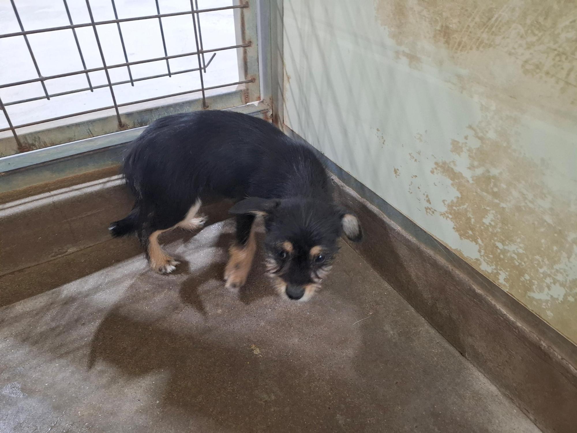 고흥군임시보호센터_446488202500311