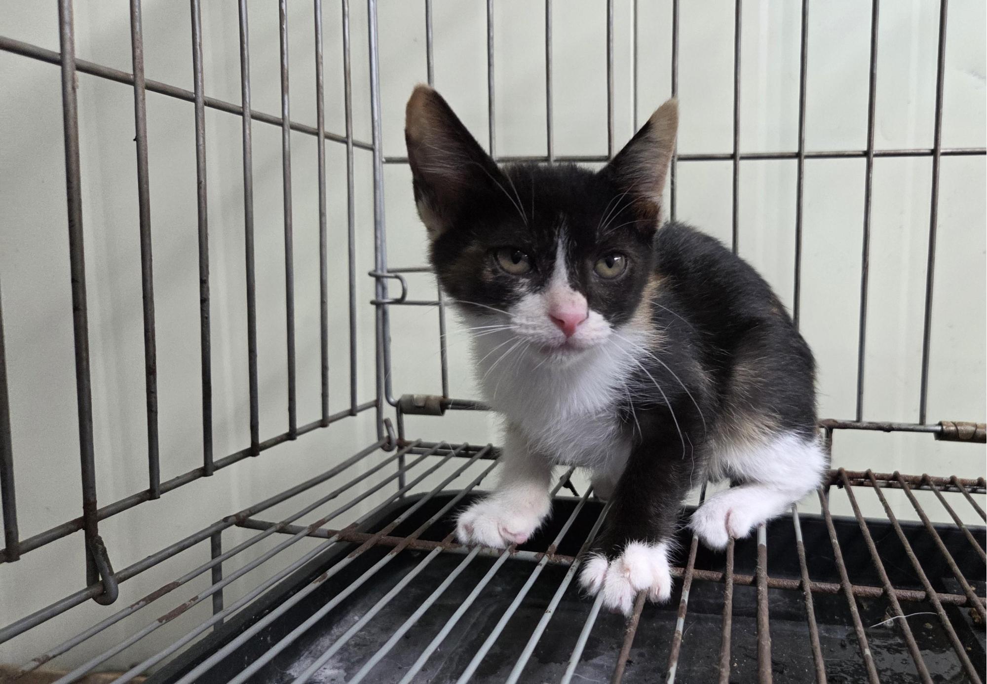 경산시유기동물보호소_447513202501316