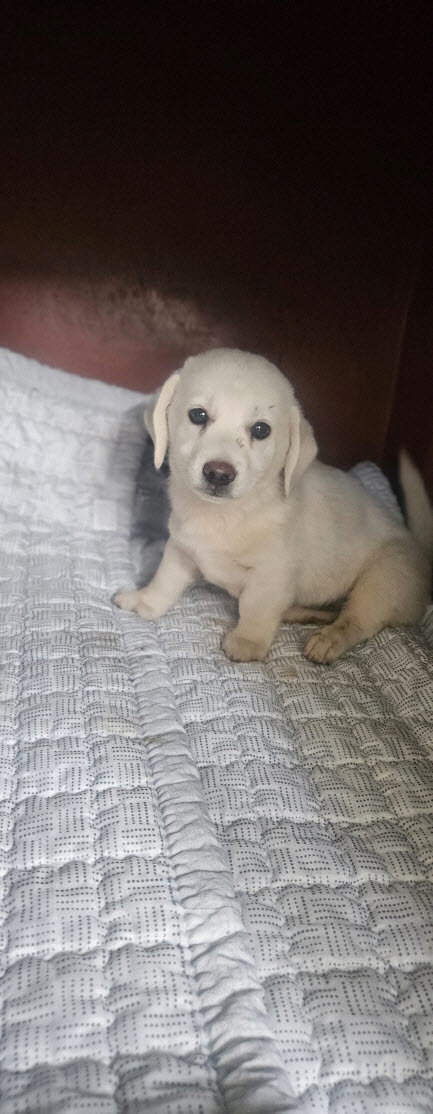 보호중 믹스견의 가…