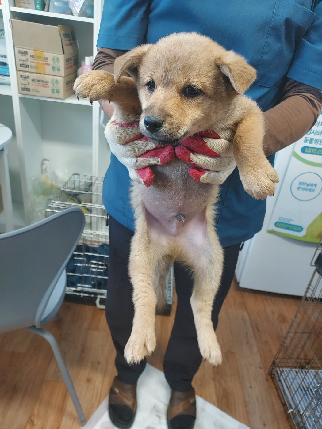 종료(입양) 믹스견…