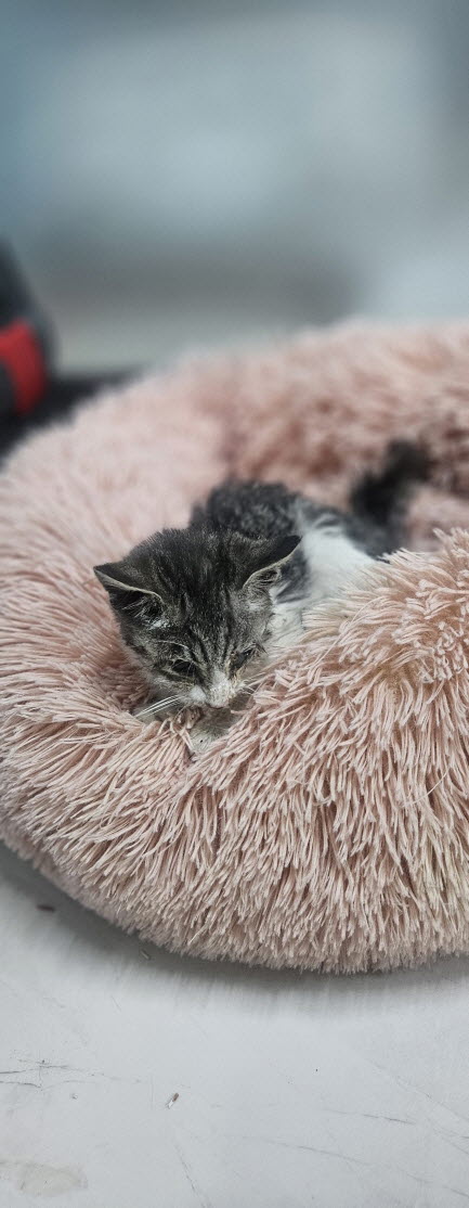 보호중 한국 고양이…