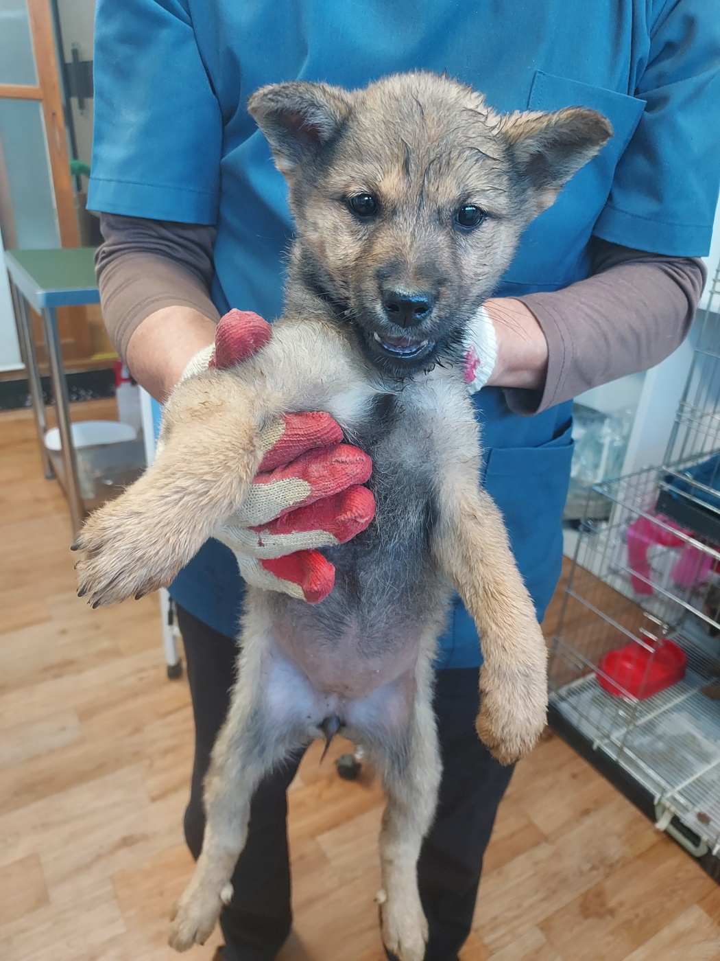 종료(안락사) 믹스…