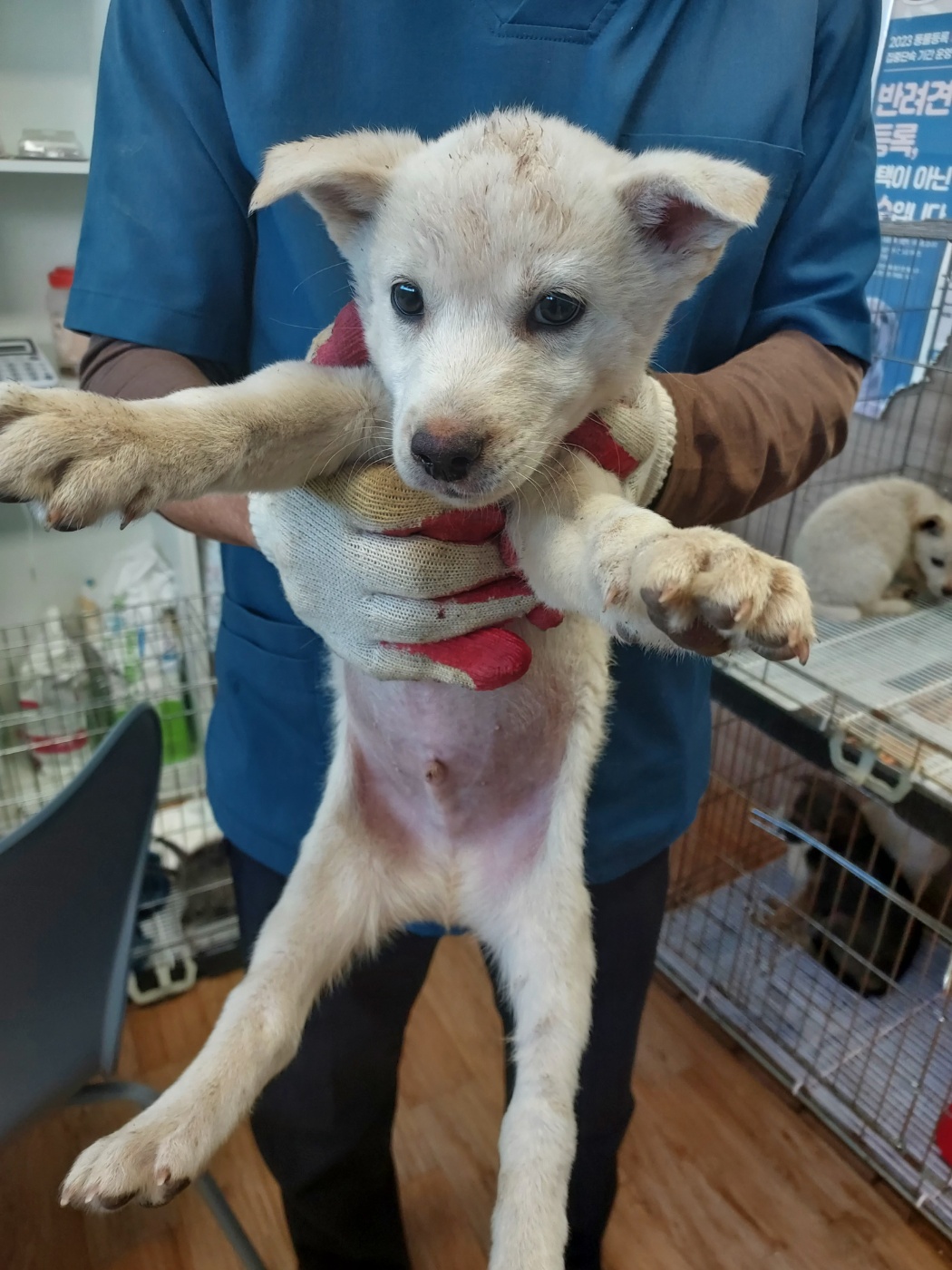 종료(안락사) 믹스…