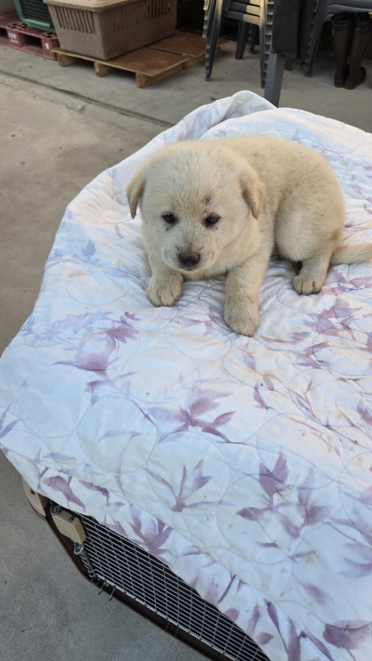 보호중 진도견의 가…